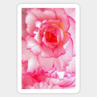 Pink and White Rose Sticker